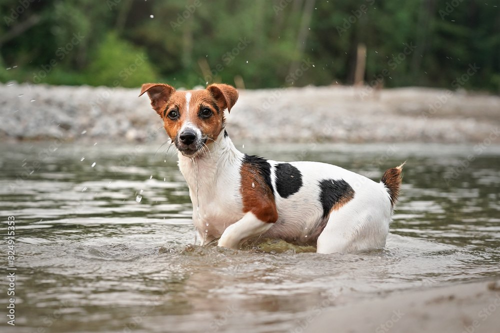 Small Jack Russell terrier crawling in shallow water on a summer day Small Jack Russell terrier crawling in shallow water on a summer day