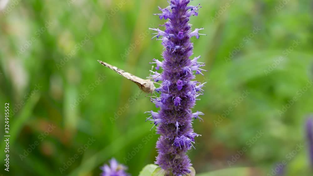 Butterfly on flowers of Korean Mint, Wrinkled Giant Hyssop Butterfly on flowers of Korean Mint, Wrinkled Giant Hyssop