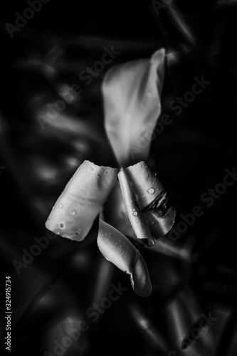Minimal black texture background flower