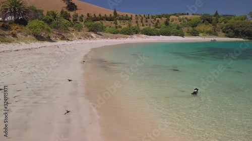 Playing fetch on a tropical beach, Slipper Island photo