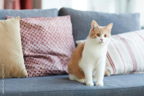 Domestic red and white cat sitting on sofa in the living room at home