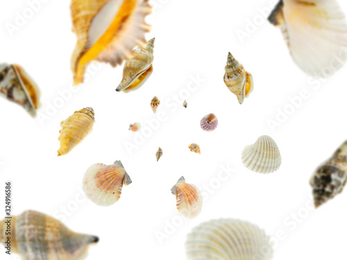 Shell sea falling on white. Hello summer tropical background.