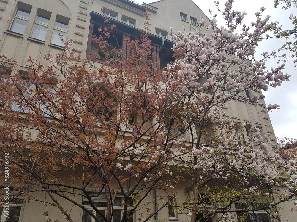 Kirschblüten Kirschblüten