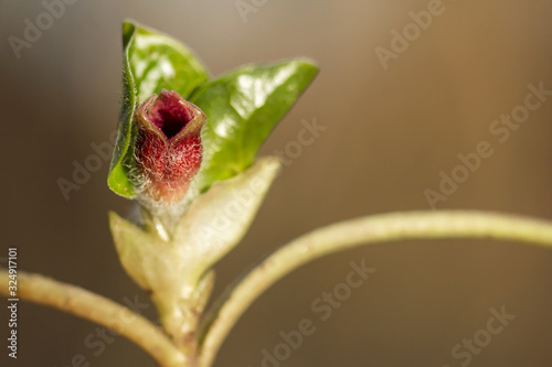 Asarum europaeum, Asarabacca, European wild ginger, hazelwort or wild spikenard, birthwort family Aristolochiaceae, European plant with reniform kidney shaped leaves and purple flowers  photo