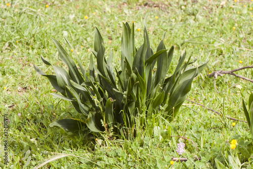 Urginea maritima maritime squill sea onion spring green leaves from which the flowers will come out at the end of summer