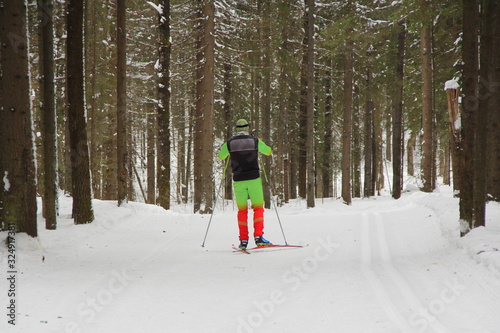 people skiing in the background of a winter forest landscape