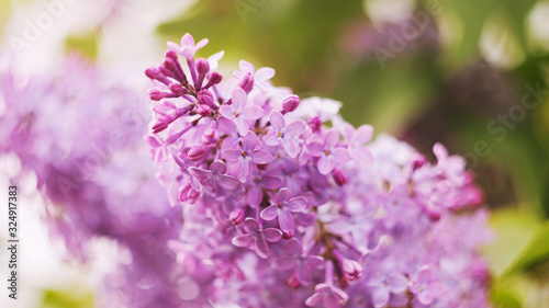 A branch of blooming lilac close-up. Small flowers. The concept of spring, summer. Banner 16: 9. Copyspace. © Ольга Холявина