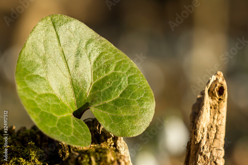 Asarum europaeum, Asarabacca, European wild ginger, hazelwort or wild spikenard, birthwort family Aristolochiaceae, European plant with reniform kidney shaped leaves and purple flowers  photo