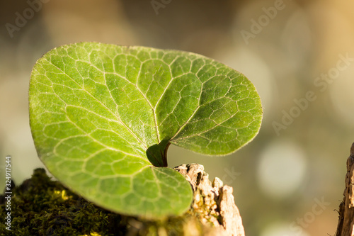 Asarum europaeum, Asarabacca, European wild ginger, hazelwort or wild spikenard, birthwort family Aristolochiaceae, European plant with reniform kidney shaped leaves and purple flowers  photo