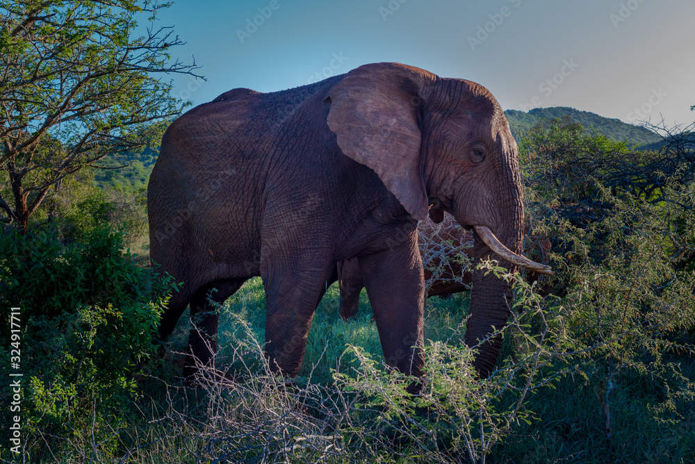 Large Elephant in the African Savannah