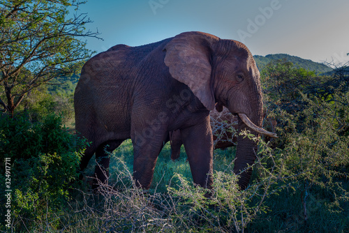 Large Elephant in the African Savannah