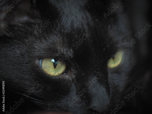 Fototapeta Naklejka Na Ścianę i Meble -  eyes of black cat