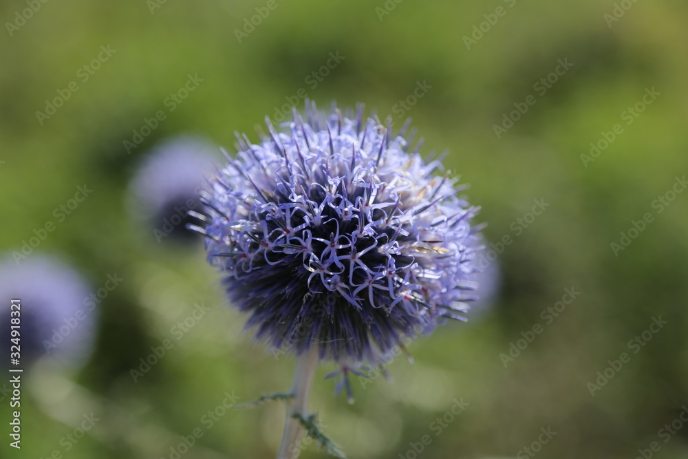 Close-up of purple bastard burdock with blurry background Close-up of purple bastard burdock with blurry background
