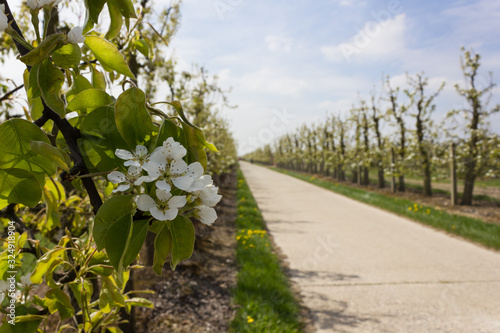 Fruit tree abloom during springtime in Haspengouw with fair weather and bicycle path in the background (Velm, Belgium) photo