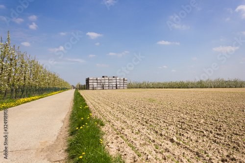 Belgian landscape with fruit orchards, bicycle path and sunny weather during springtime in Gingelom (Limburg, Belgium) photo