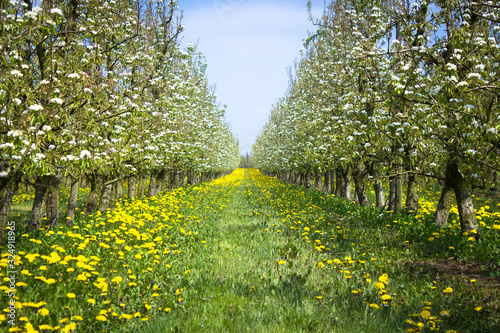Fototapeta Naklejka Na Ścianę i Meble -  Colorful fruit orchard blooming during springtime in Sint Truiden (Limburg, Belgium)