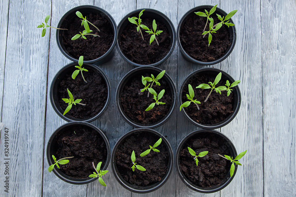 Some green sprouts in a flower pots,top view Some green sprouts in a flower pots,top view