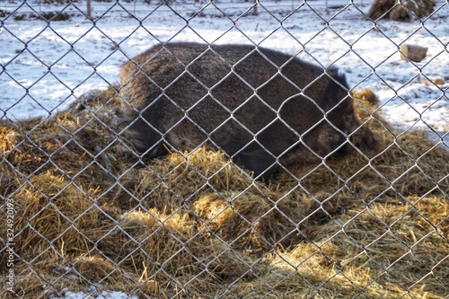 Wild boar eats hay in a cage in the Kiev zoo