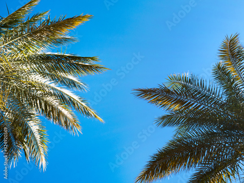 Tropical palms leaves on blue clear sky background