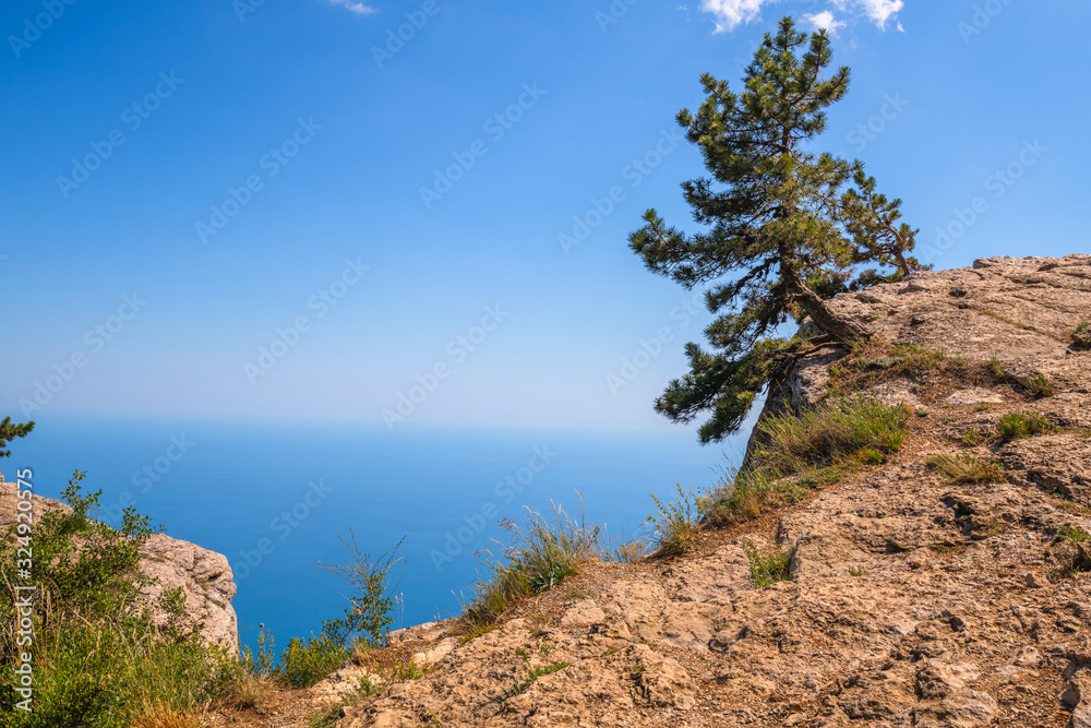 Natural landscape with pine and rock on Ah-Petri mountain in Crimea