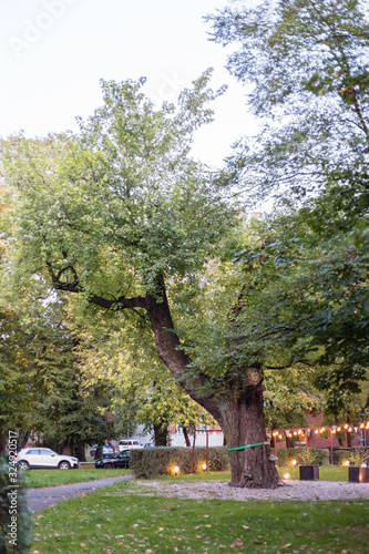 The Silver Maple - natural monument in Agrykola Park in Warsaw, Poland photo