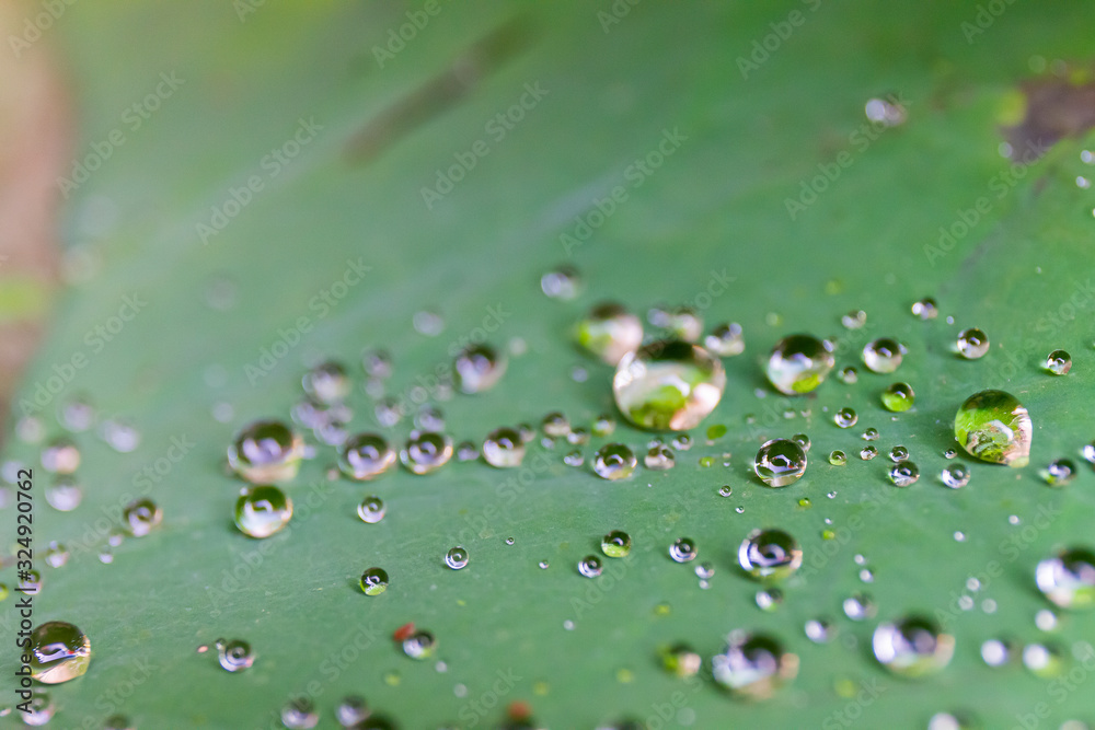Water drop on leaves after rain drop Water drop on leaves after rain drop
