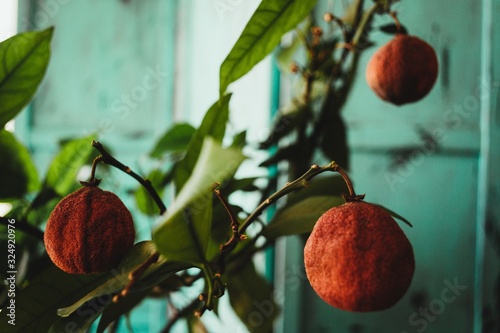 Selective focus shot of wrinkled dried up orange fruits hanging from branches