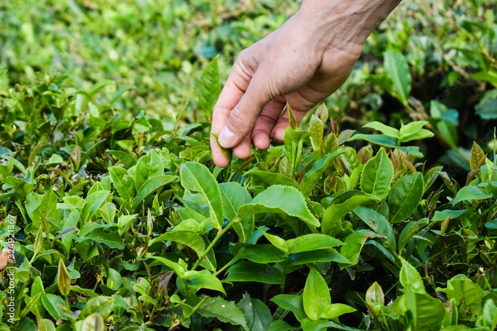 Tea harvesting, close up, hands picking leaves, Azores