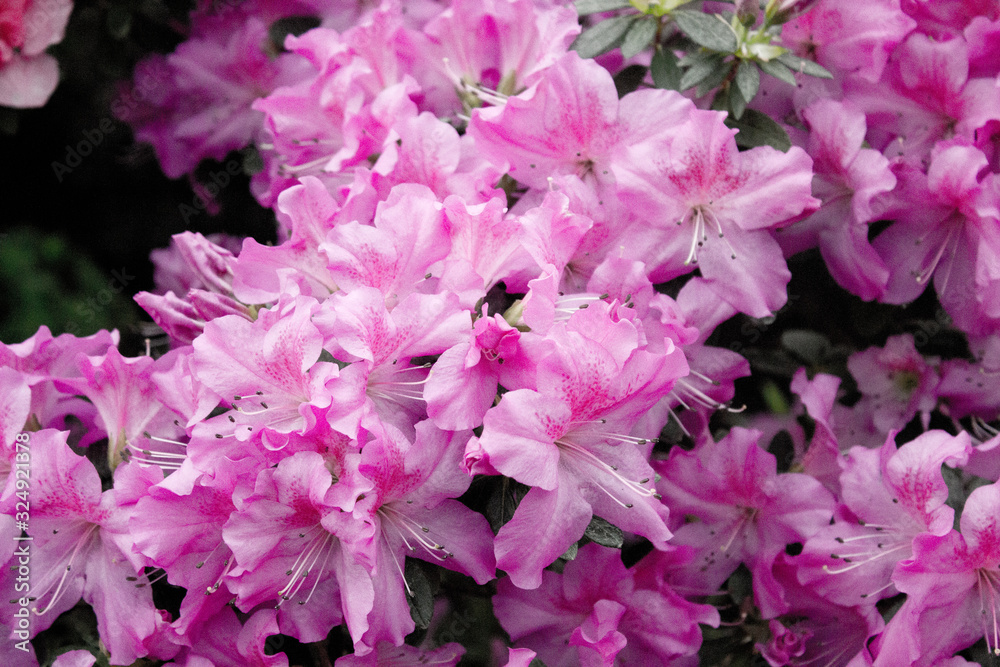 Azalea Flower