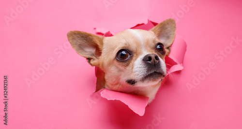 Portraite of cute puppy chihuahua climbs out of hole in colored background. Little smiling dog on bright trendy pink background. Free space for text. photo
