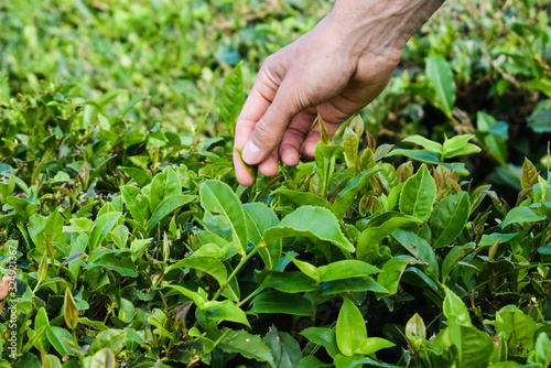 Tea harvesting, close up, hands picking leaves, Azores