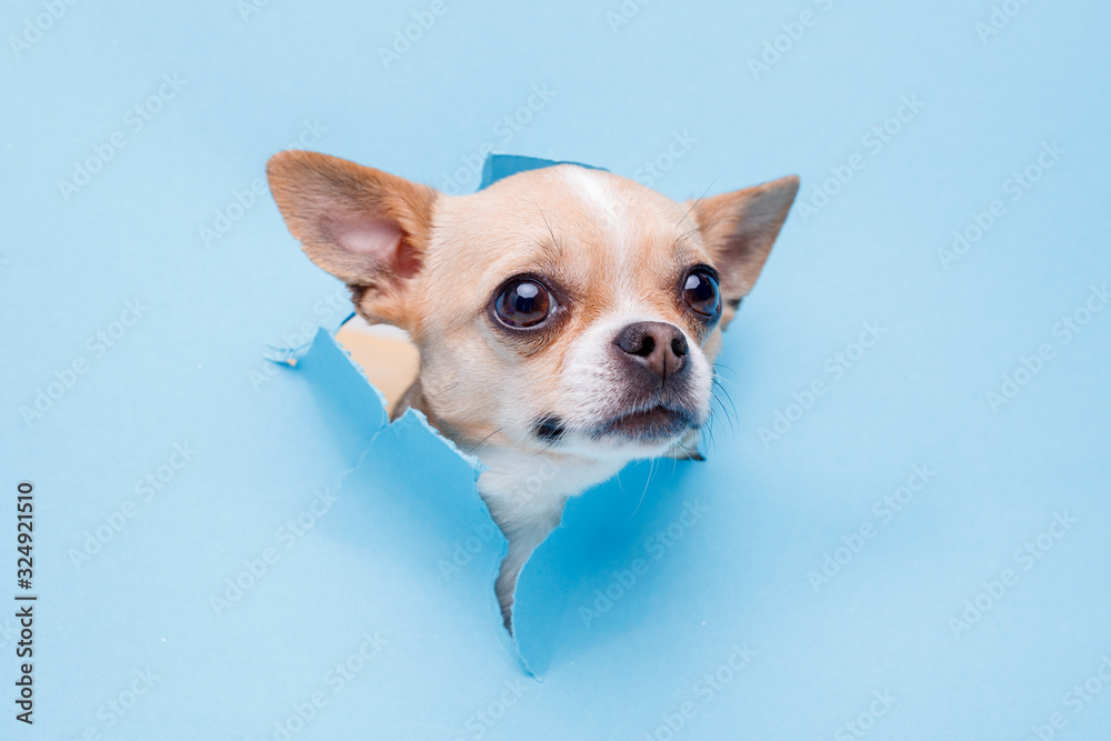 Portraite of cute puppy chihuahua climbs out of hole in colored background. Little smiling dog on bright trendy blue background. Free space for text.