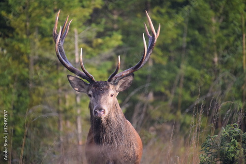 deer elk animal wildlife wild © Arturs