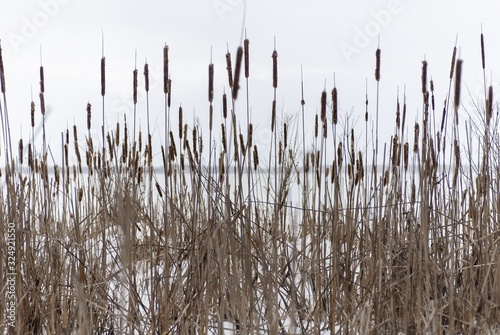 Dry common cattail plant during winter with a blurred background photo