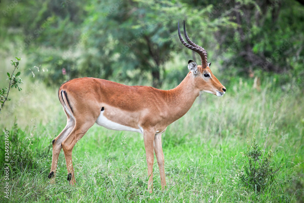 Impala