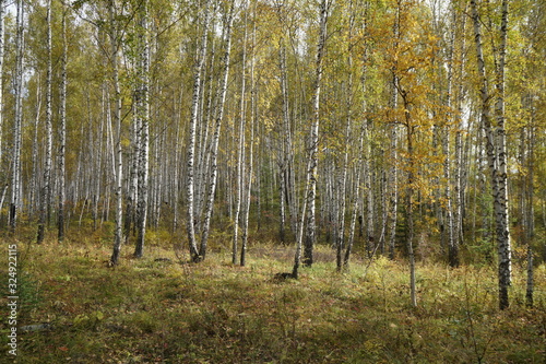 Golden autumn in a birch grove in September.
