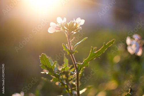 sunset flower