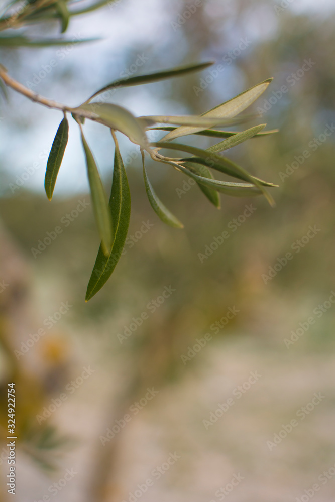 Obraz premium detail photograph of olive branch