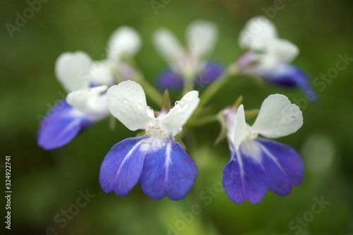 Selective focus shot of blue-eyed Mary wildflowers in Missouri with a blurred background