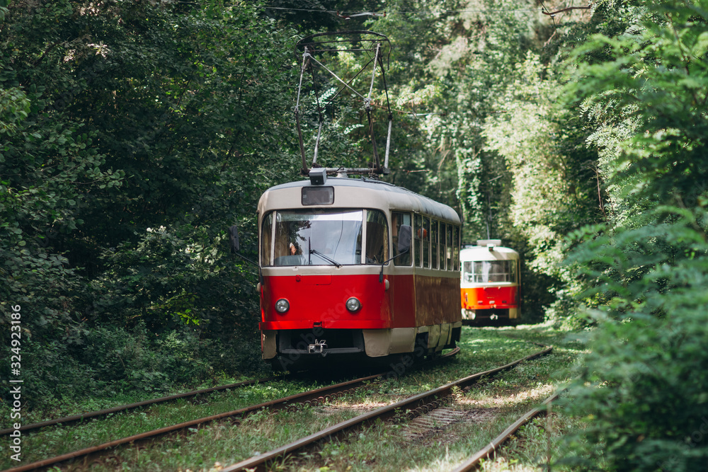 two trams on a forest road