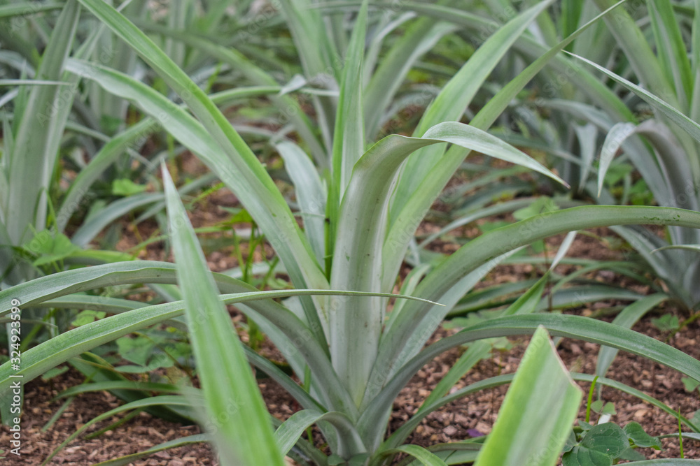Pineapple plants in a greenhouse, agriculture, exotic fruits Pineapple plants in a greenhouse, agriculture, exotic fruits