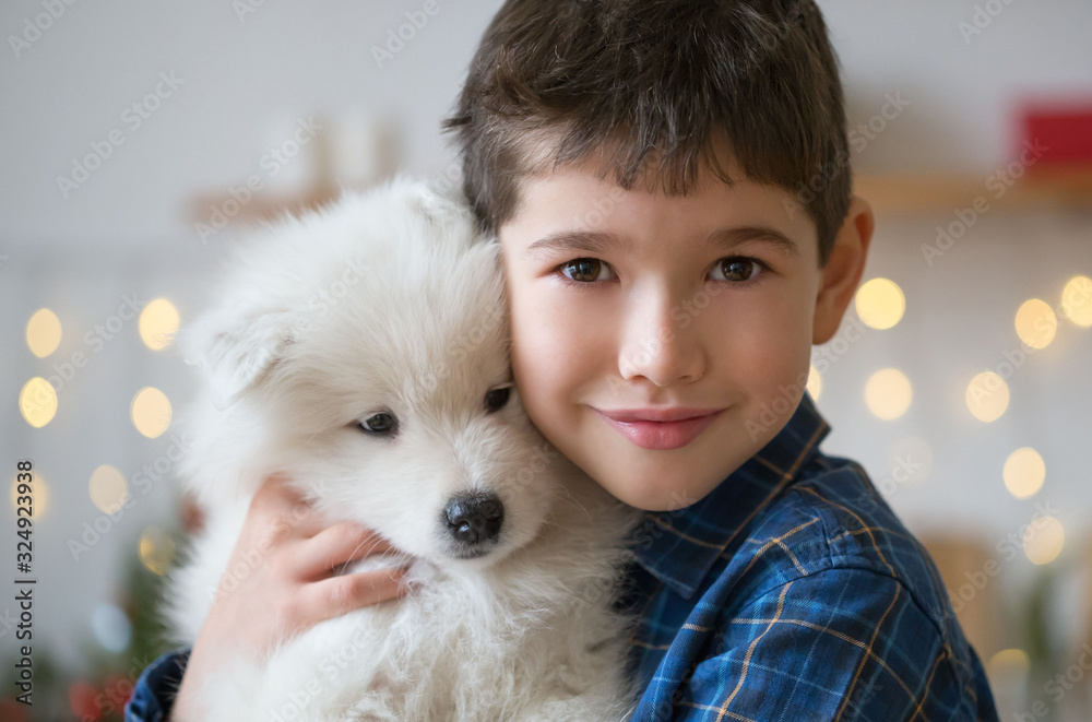 Boy, home, samoyed puppy, fun Boy, home, samoyed puppy, fun