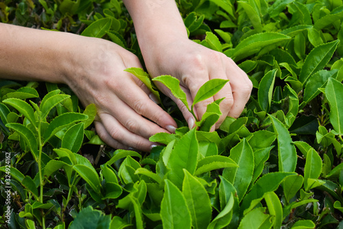 Tea harvesting, close up, hands picking leaves, Azores