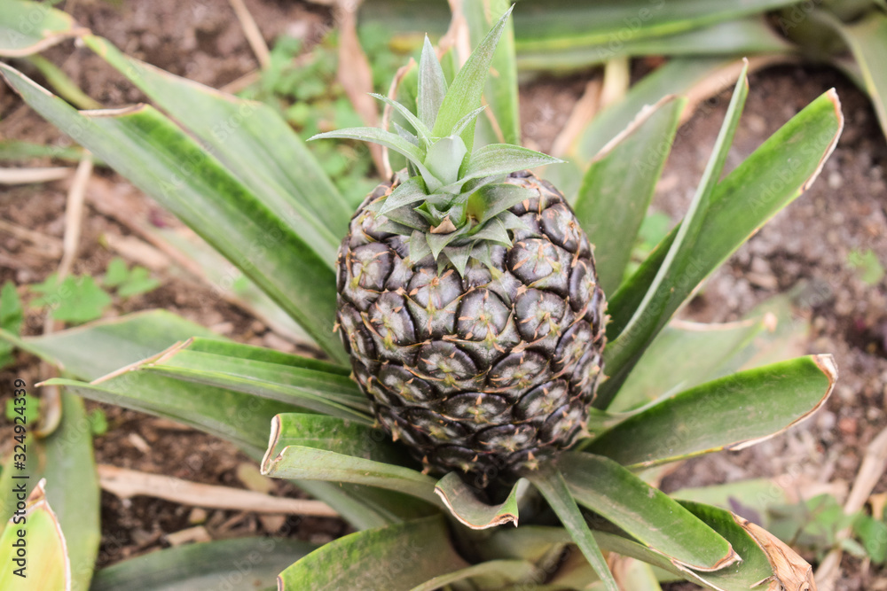 Growing ananas plant close up, pineapple plantation Growing ananas plant close up, pineapple plantation