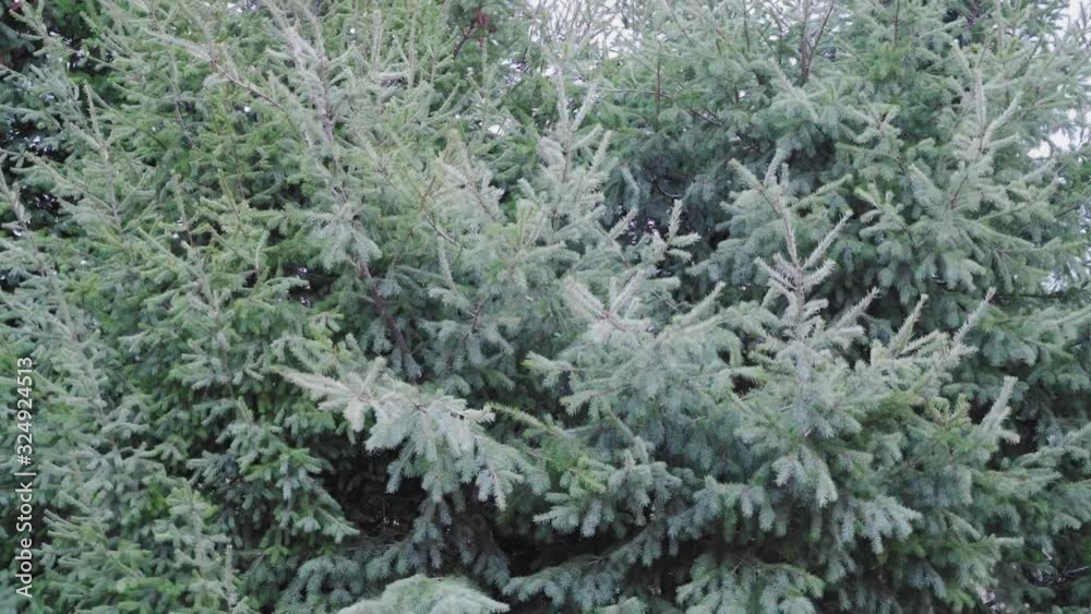 Pine trees in strong wind. The wind moves the trees sideways. Pine trees in strong wind. The wind moves the trees sideways.