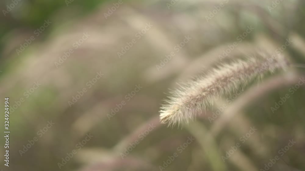 วิดีโอสต็อก The grass flower was blown in the evening sun. The atmosphere looks warm in the winter. วิดีโอสต็อก The grass flower was blown in the evening sun. The atmosphere looks warm in the winter.