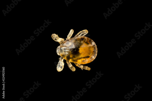tick larva