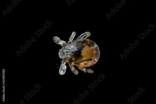 tick larva