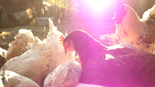 Feeding of domestic cock and hens. HD