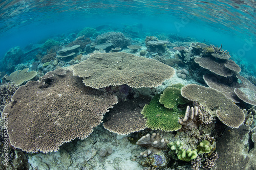 Healthy coral reefs fringe remote limestone islands amid Raja Ampat, Indonesia. This amazing region is famous for its high marine biodiversity and is a popular destination for divers and snorkelers.